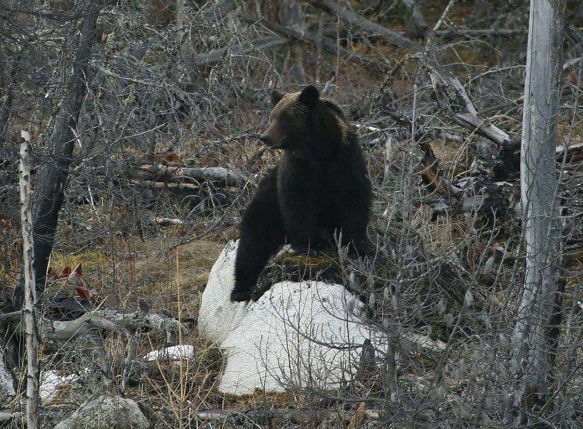 Фото В одном из заповедников Бурятии пробудились медведи